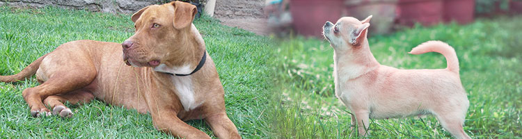 New Chihuahua and Pit Bull Spay and Neuter Program