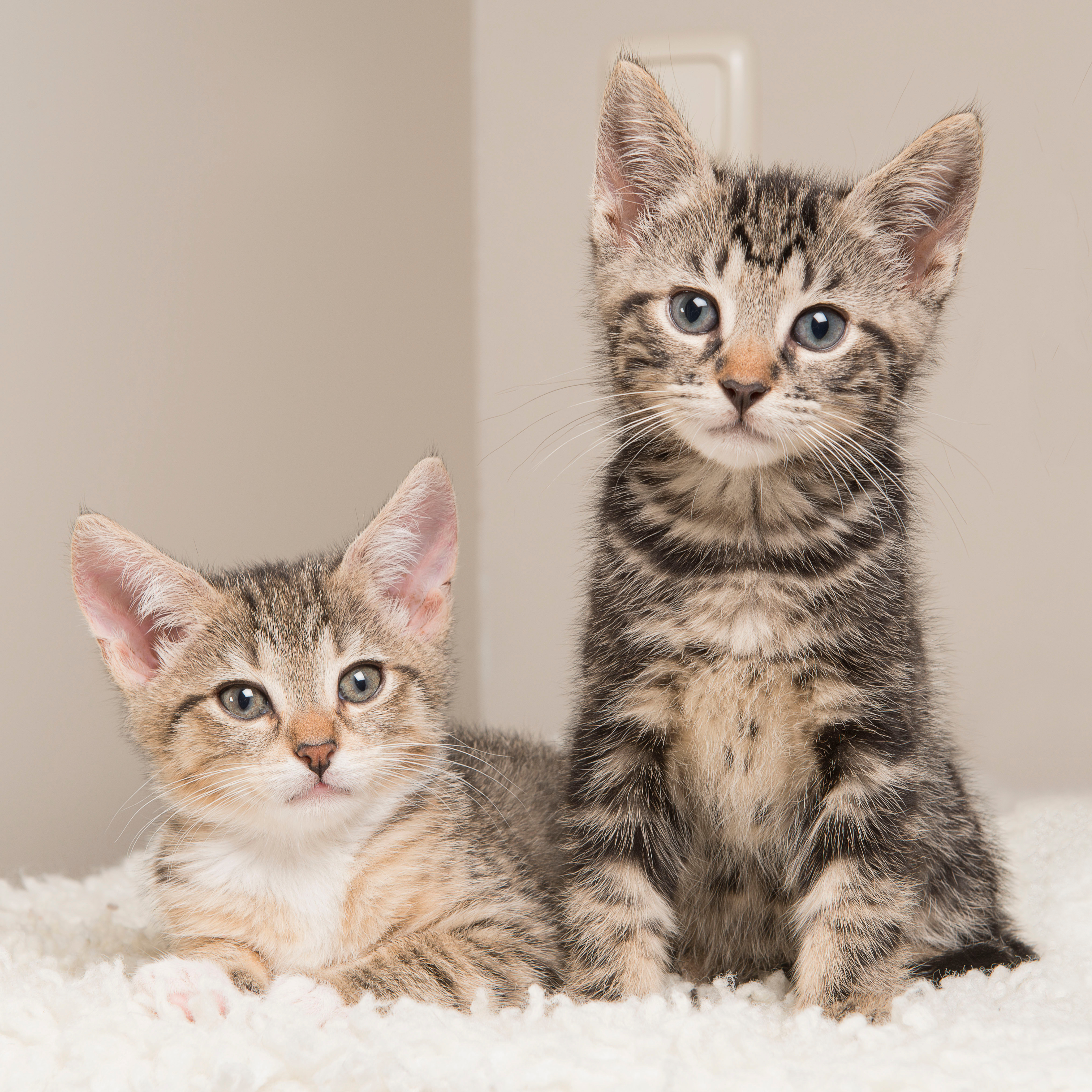 Adopt-A-Cat Month Promotion