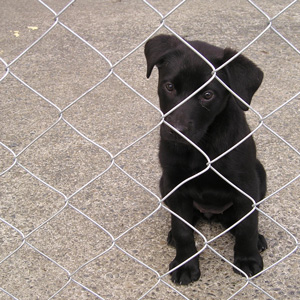 Puppy in yard