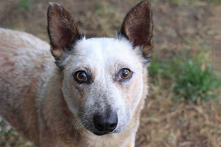 Stanislaus County Stanislaus County
