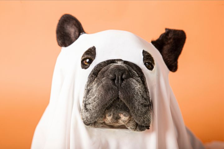 Dog in a ghost costume