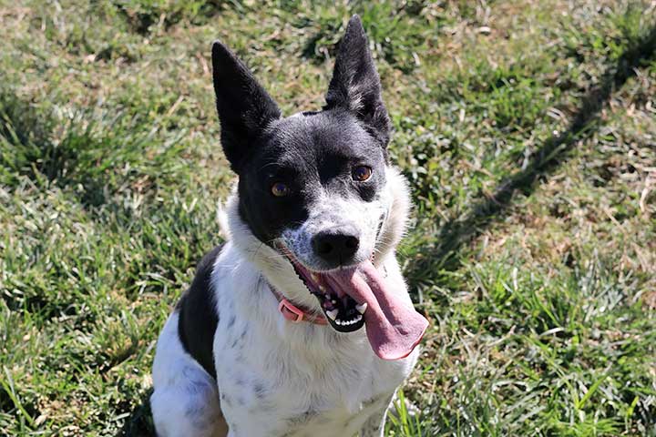 modesto animal shelter volunteer